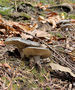 Hygrophorus camarophyllus
